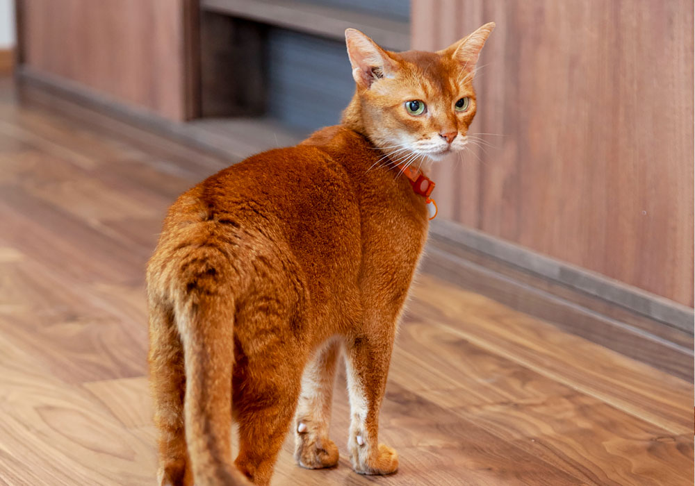 猫と暮らす家