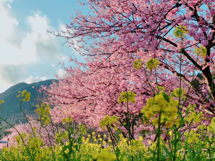 レポート番外編【河津桜】