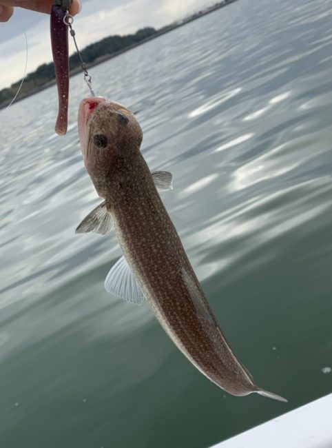 可哀そうな魚