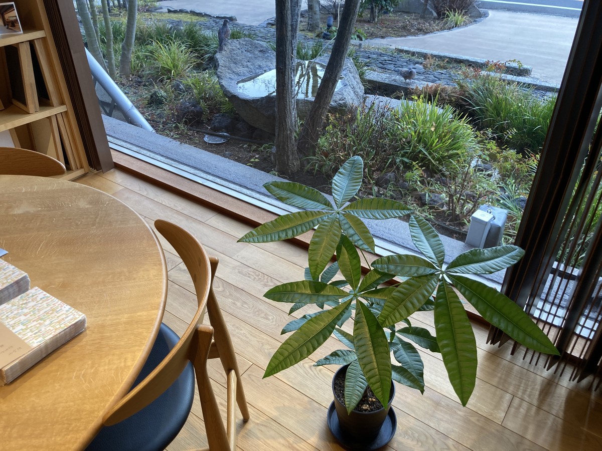 観葉植物の楽しみ方 パキラを種から育てる 静岡showroom通信 平成建設静岡ショールームブログ