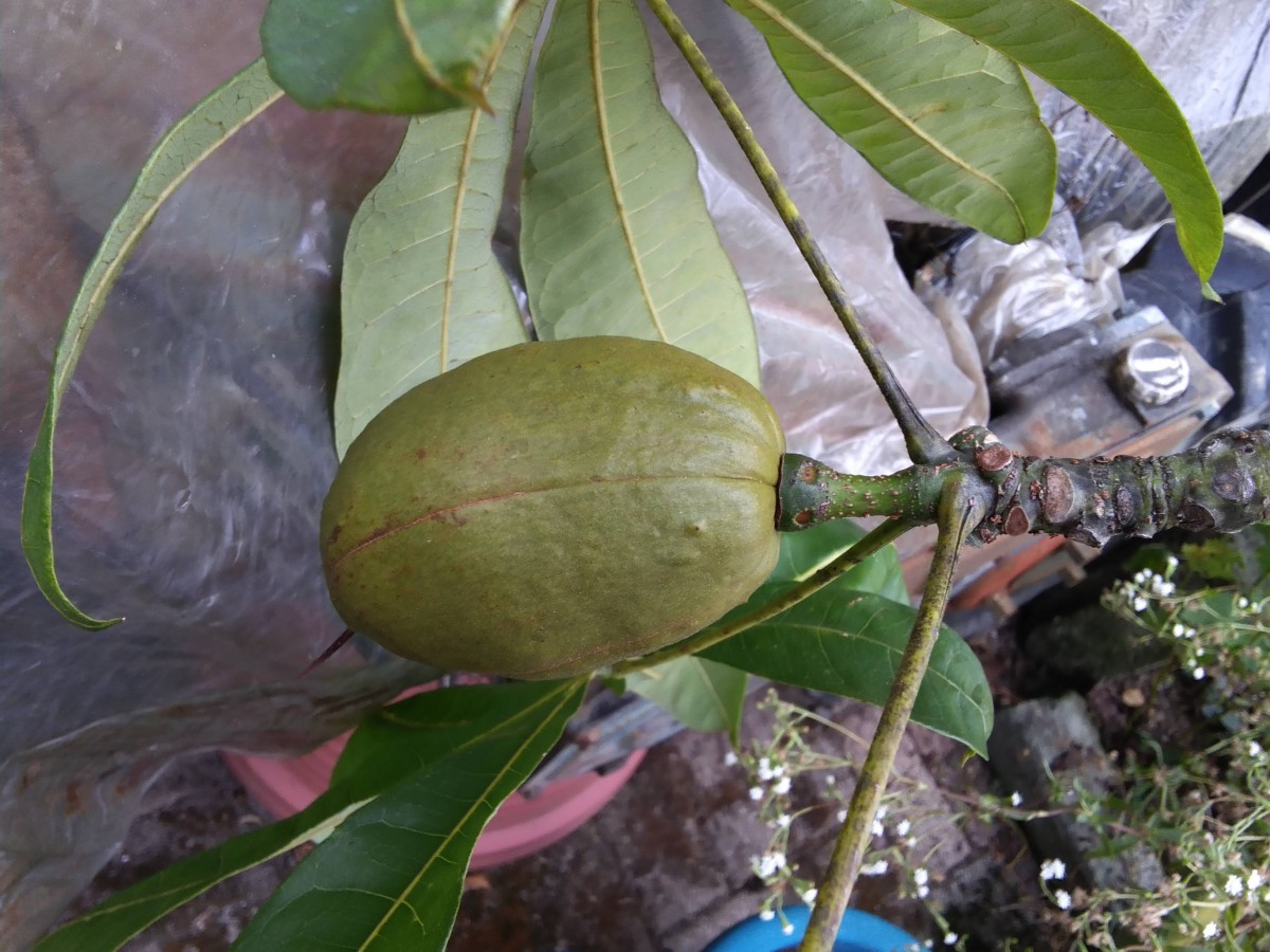 観葉植物の楽しみ方 ~パキラを種から育てる~ | 静岡SHOWROOM通信 -平成建設静岡ショールームブログ-