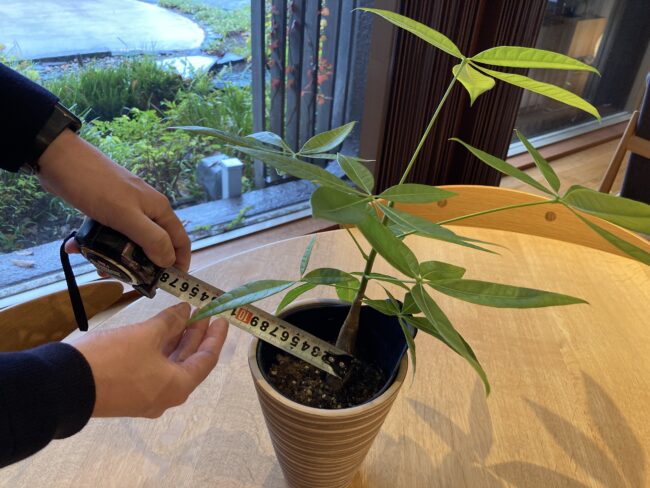 観葉植物の楽しみ方 パキラを種から育てた成長記録 静岡showroom通信 平成建設静岡ショールームブログ