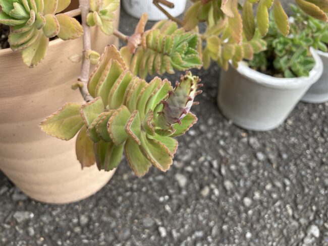 マンジェリコンの花と挿し木による増殖