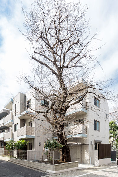 桜の枝ぶりを考慮したマンション配置