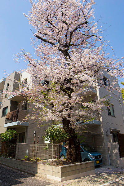 桜のピンクに合わせたアイボリーの外装