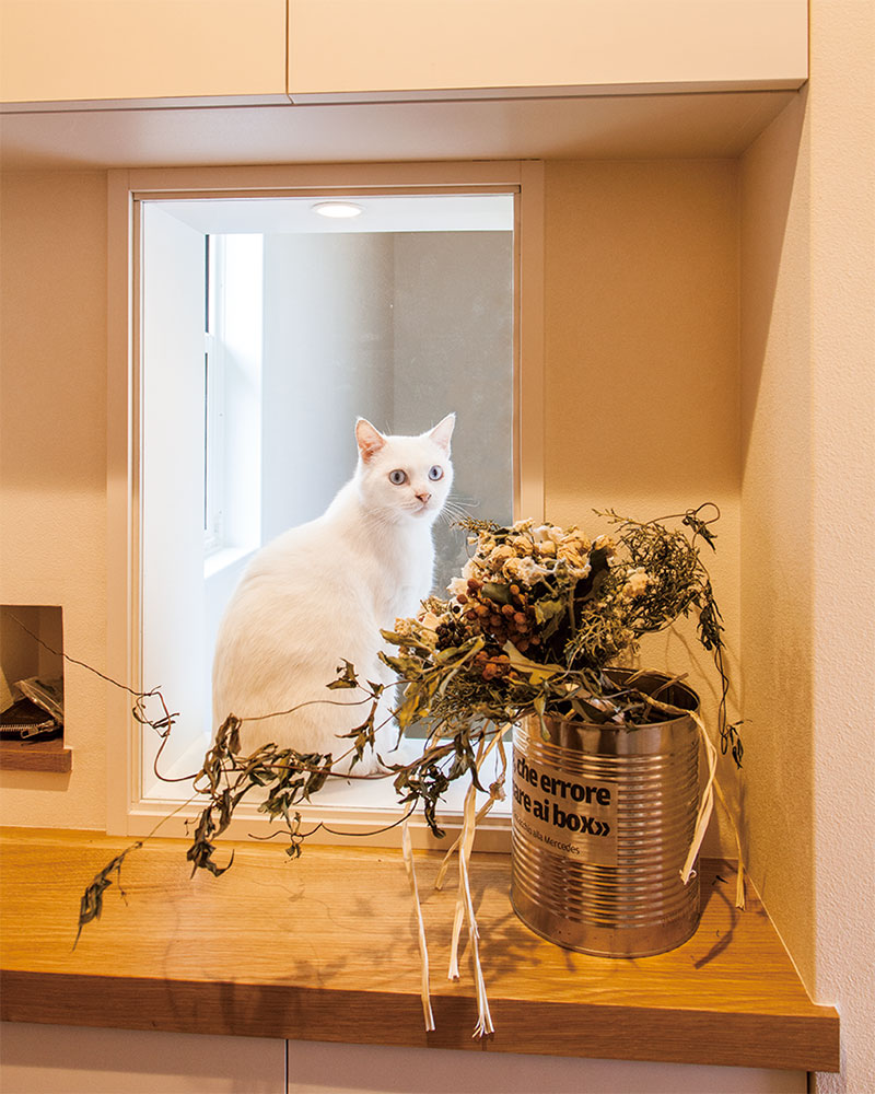 小窓から除く飼い猫のシロ