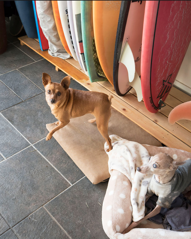 愛犬が寛ぐサーフルーム